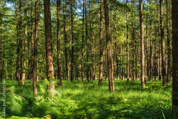 Obraz Blick in den sonnigen Wald, farnbedeckter Boden