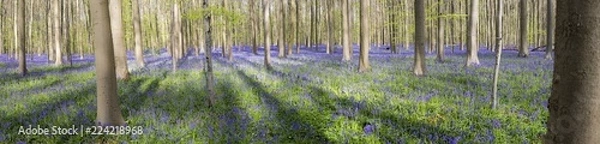 Fototapeta Bluebells