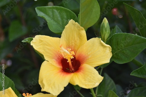 Obraz ハイビスカス