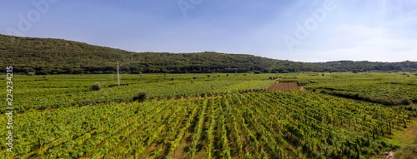 Fototapeta Vineyards on the island of Krk