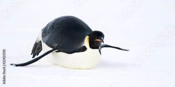 Obraz Pingwin cesarski (Aptenodytes forsteri)