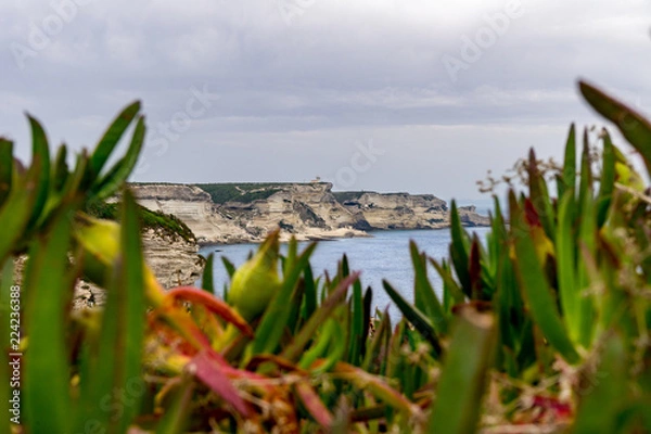 Obraz Derrière les plantes 