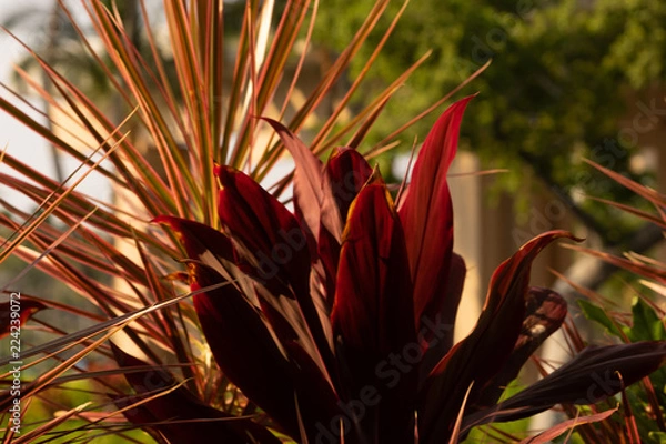 Obraz hawaiian plants