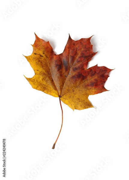 Obraz autumn maple leaf  isolated on white background