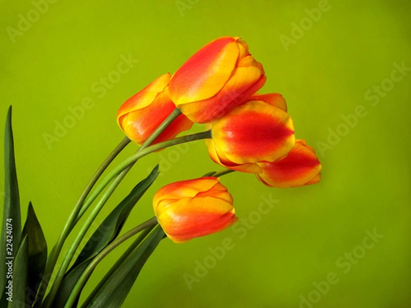 Fototapeta цветы,тюльпан,букет