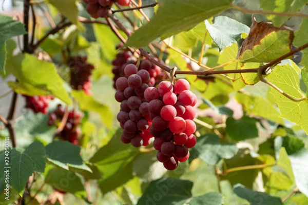 Fototapeta Grapes growing on the branch