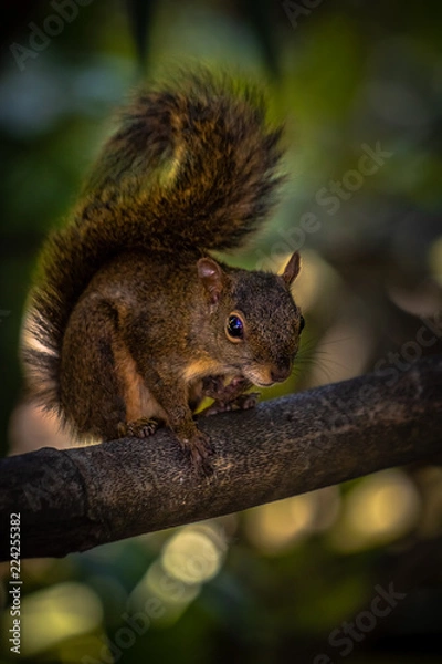 Fototapeta Caxinguelê
