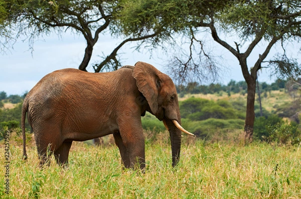 Fototapeta African elephant (Loxodonta africana) photographed during a safari in Tanzania.