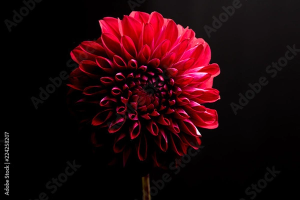 Fototapeta ダリア　黒バック