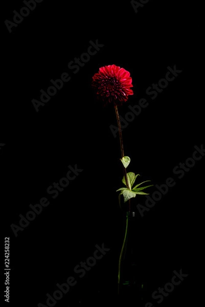 Fototapeta ダリア　一本