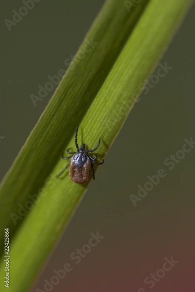 Obraz Tick crawling on grass.