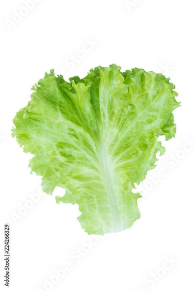 Fototapeta Salad leaf. Lettuce isolated on white background. with clipping path