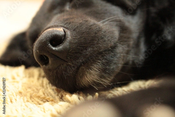 Obraz Black dog snout