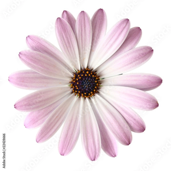 Obraz Light Violet Daisy