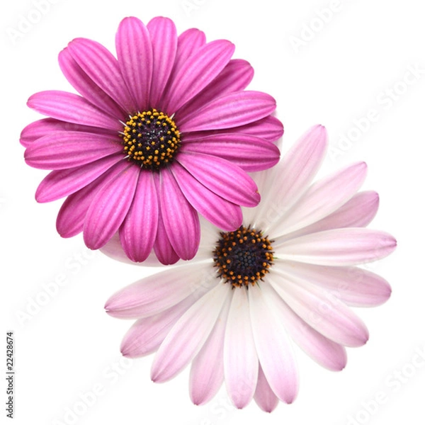 Fototapeta Violet Daisies