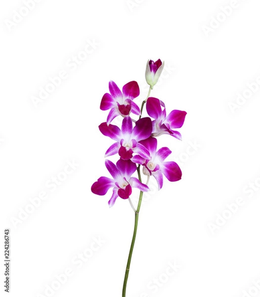 Fototapeta Inflorescence of purple orchids  dendrobium flower blooming with green stem isolated on white background