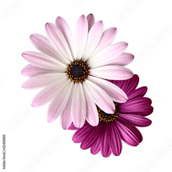 Fototapeta Violet Daisies