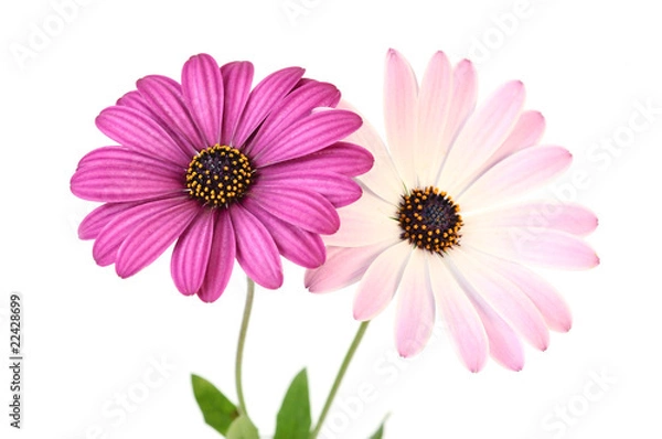 Obraz Violet Daisies