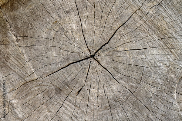Fototapeta Old pine wood texture