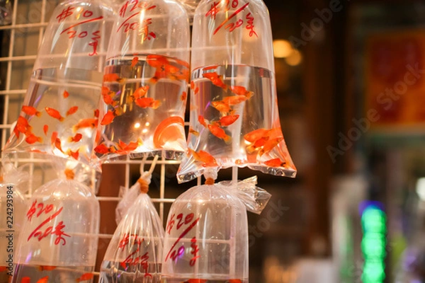 Fototapeta Goldfishes and different fishes for aquarium in plastic bags hanged on the wall in a pet shop selling in Hong Kong