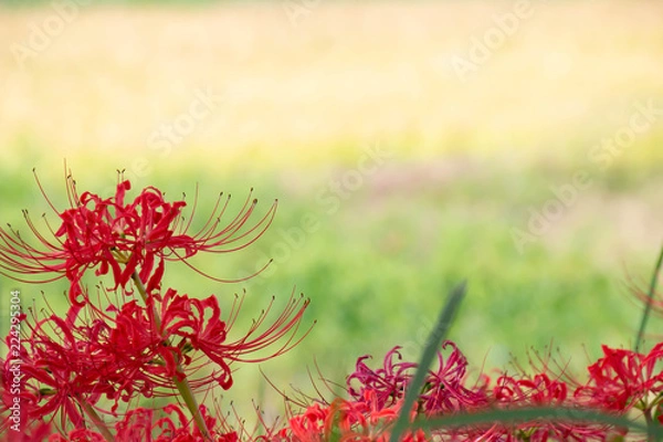 Fototapeta 田んぼ沿いに咲く赤い彼岸花の花