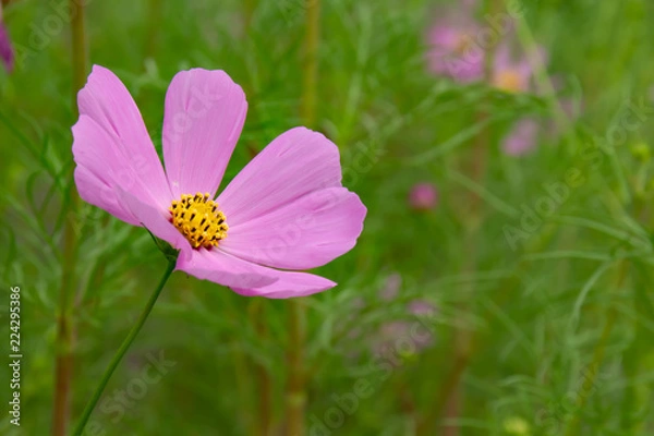 Fototapeta 秋に花を咲かせるピンクのコスモスの花
