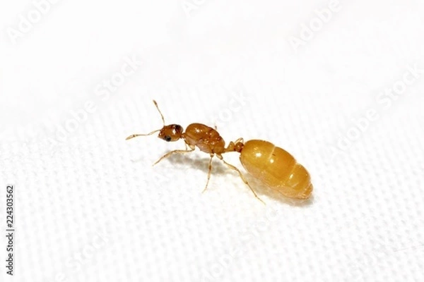 Fototapeta Queen ant on white background