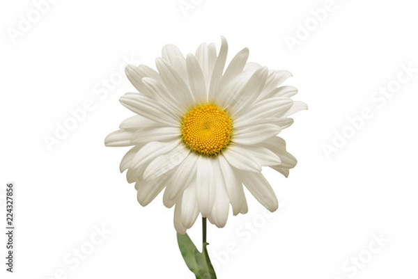 Fototapeta One white daisy flower isolated on white background. Flat lay, top view. Floral pattern, object