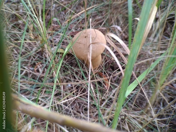 Obraz mushroom in the grass