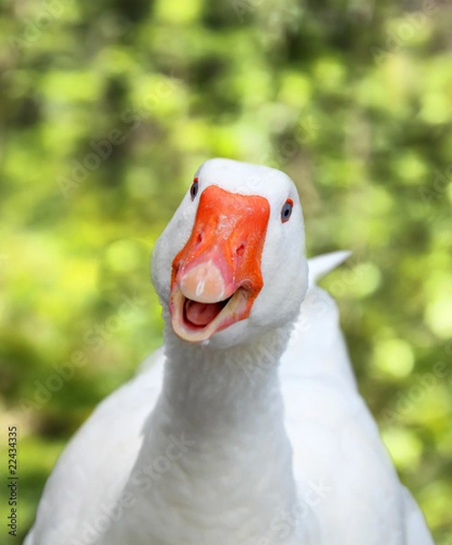 Obraz Uśmiechnięty soose