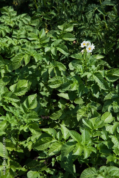 Obraz flowering of planted potatoes