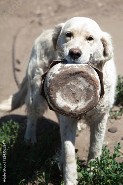 Obraz white dog guard