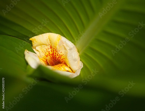 Obraz bright yellow flower