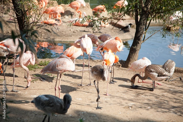 Obraz flamingos walk in the zoo