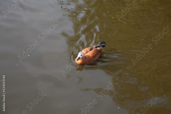 Obraz duck floats on the lake