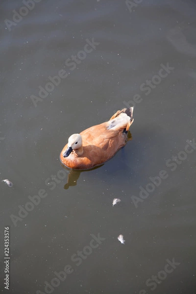Obraz duck floats on the lake
