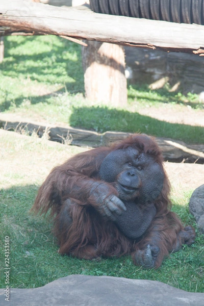 Obraz orangutan in the wild