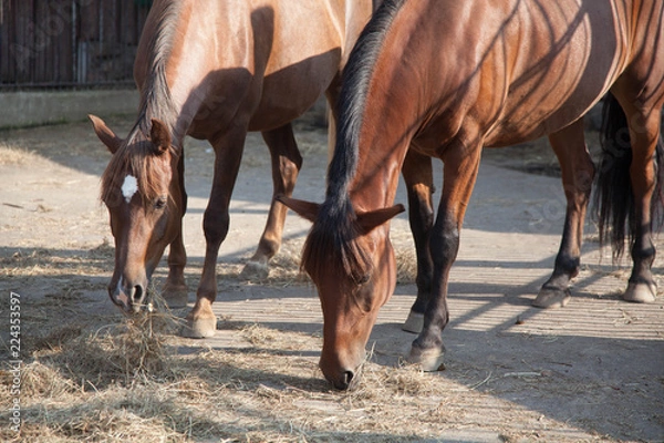 Obraz horses eat hay