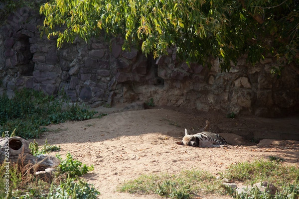 Obraz sleeping hyena under a tree