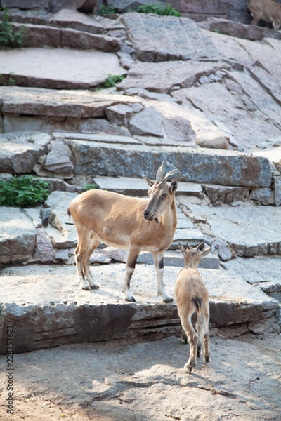 Obraz animals in the zoo