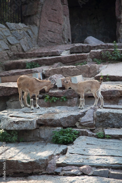 Obraz animals in the zoo