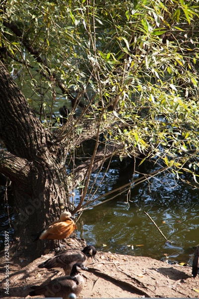 Obraz bird sitting under a tree