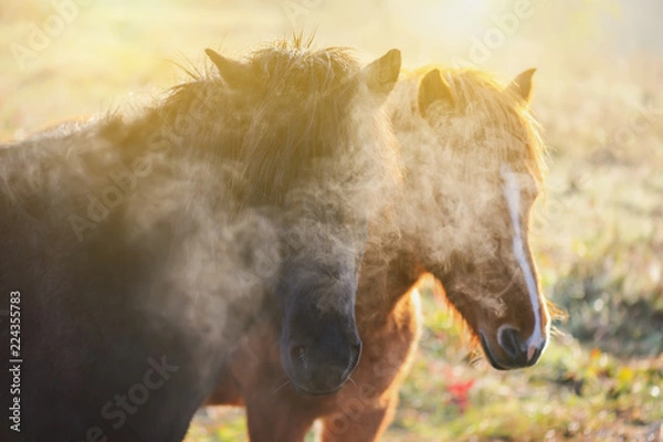 Obraz Pferde verträumt im Herbst bei Sonnenaufgang. Pferd morgens mit Atem, Dampf und Sonnenlicht
