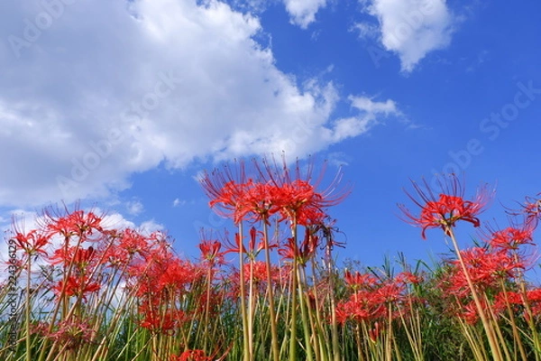 Fototapeta 青空と雲とヒガンバナ
