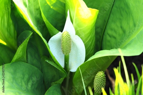 Obraz ミズバショウ