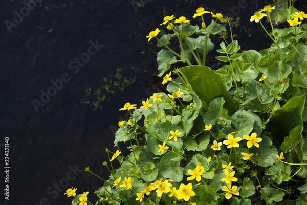 Obraz リュウキンカ