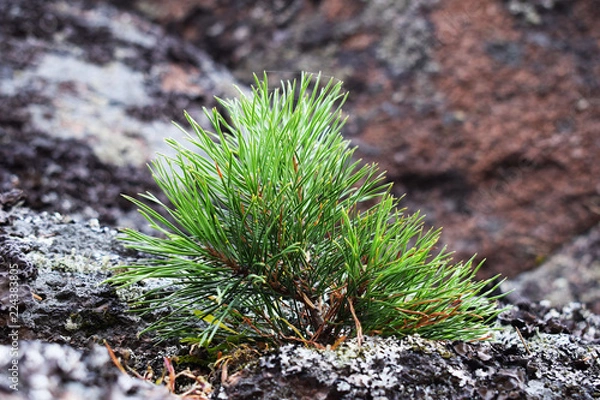 Fototapeta Christmas tree grows in the mountains. Tree on stone. Spruce branch.