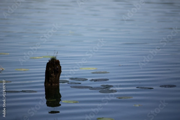 Obraz Altes Holz in See