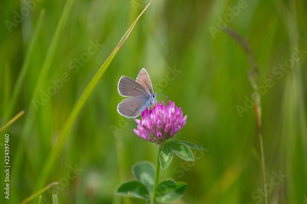 Obraz blauer Schmetterling