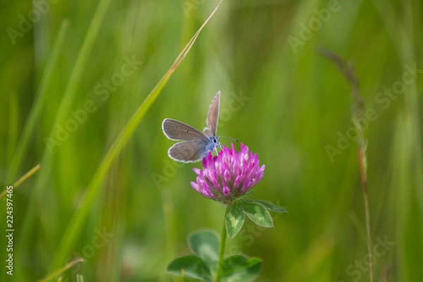 Obraz blauer Schmetterling